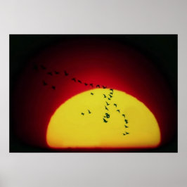 Póster Aves al atardecer