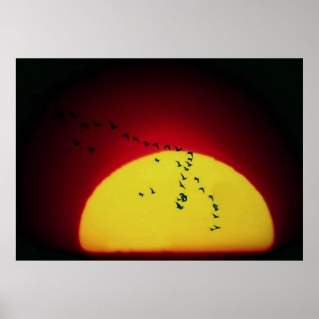 Póster Aves al atardecer (Frente)