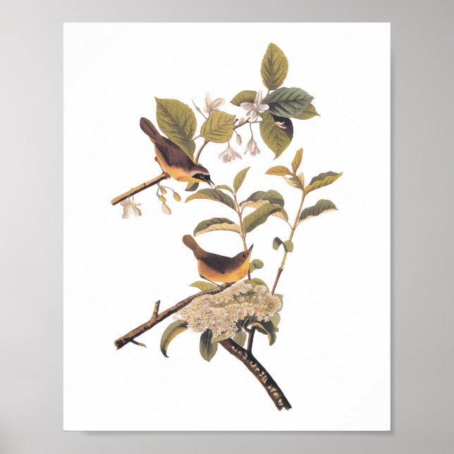 Póster Aves amarillentas de Maryland de Audubon con flore (Frente)