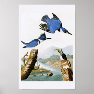 Póster Aves amarradas del Kingfisher John Audubon en Amér