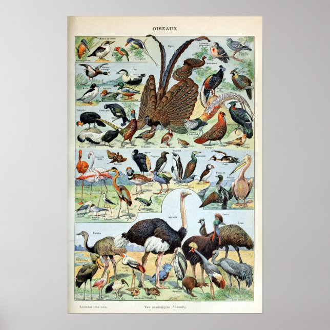 Póster Aves antiguas del mundo (Frente)