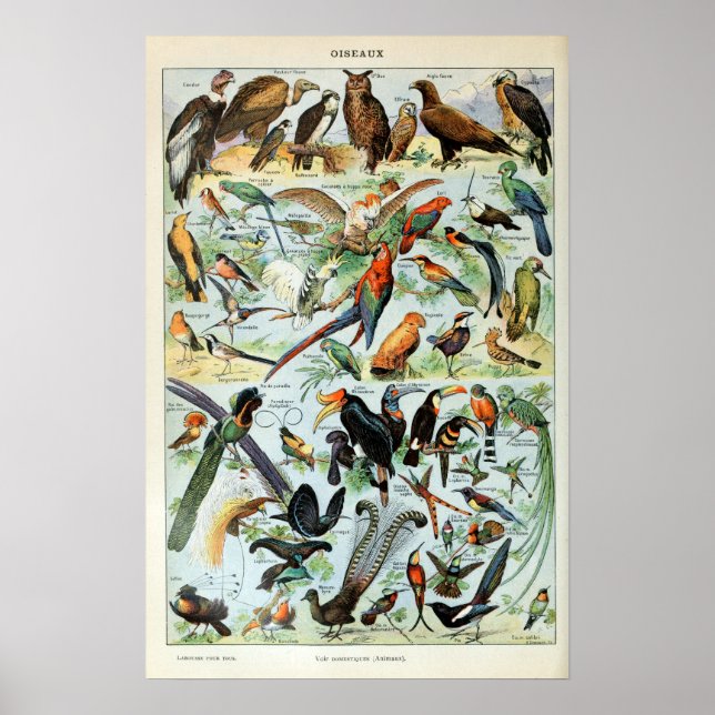Póster Aves antiguas del mundo (Frente)