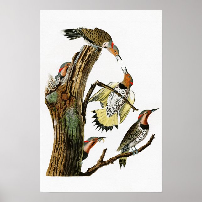 Póster Aves Audubon de América (Frente)