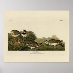 Póster Aves Audubon de América