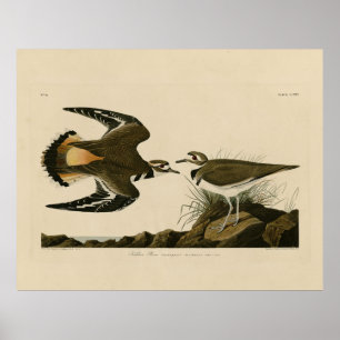 Póster Aves Audubon de América, amante de la muerte (ases