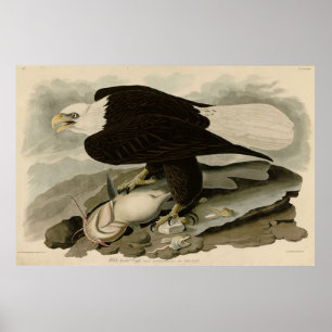 Póster Aves Audubon de América con la cabeza blanca (águi