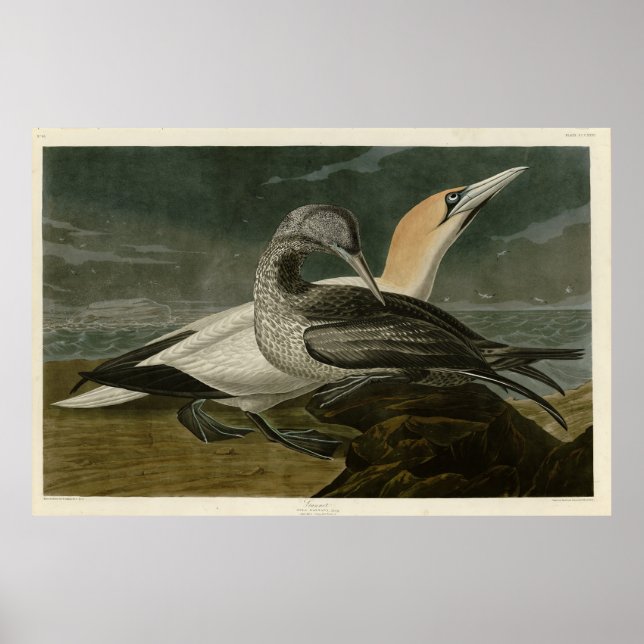 Póster Aves Audubon de América del Gannet (Gannet del Nor (Frente)