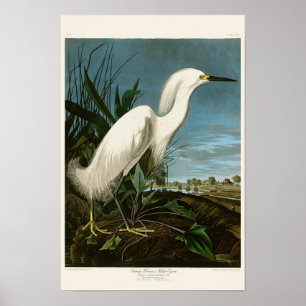 Póster Aves Audubon de Egret White Heron y Snowy de Améri