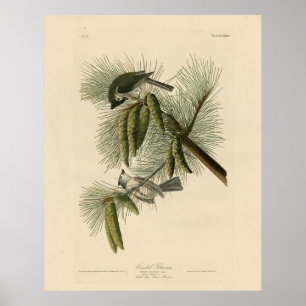 Póster Aves Audubon de Titmouse (Tufted) de América