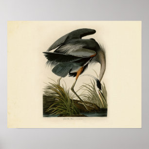Póster Aves Audubon Great Blue Heron