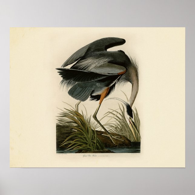 Póster Aves Audubon Great Blue Heron (Frente)