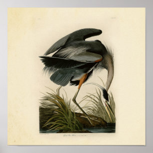 Póster Aves Audubon Great Blue Heron