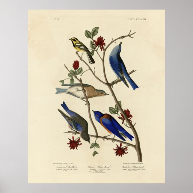 Póster Aves azules y brujas, aves de América de Audubon (Frente)