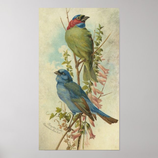 Póster Aves azules y verdes de época (Frente)