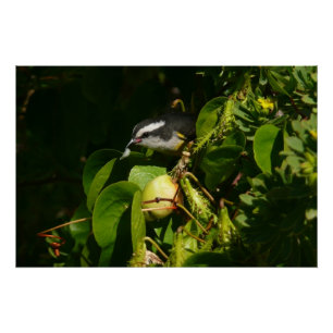 Póster Aves Bananaquit comiendo fotografía tropical