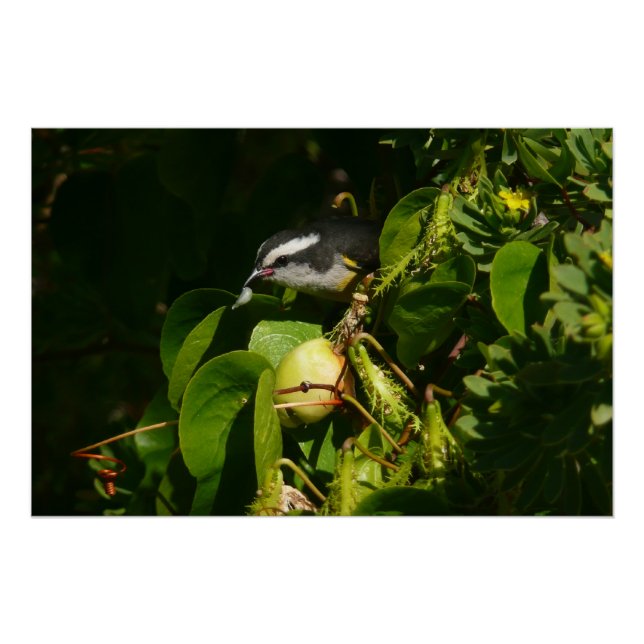 Póster Aves Bananaquit comiendo fotografía tropical (Anverso)