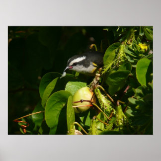 Póster Aves Bananaquit comiendo fotografía tropical