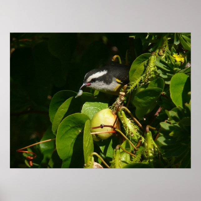 Póster Aves Bananaquit comiendo fotografía tropical (Frente)