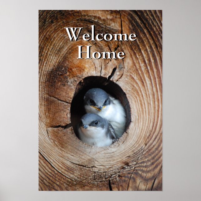 Póster Aves bebé (Frente)