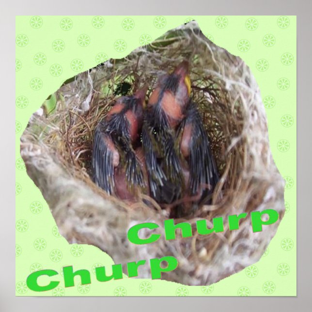 Póster Aves bebé (Frente)