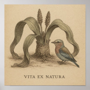 Póster Aves botánicas africanas con vida en planta desért