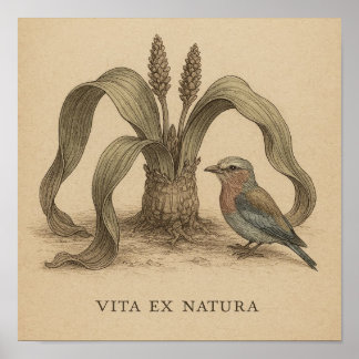 Póster Aves botánicas africanas con vida en planta desért