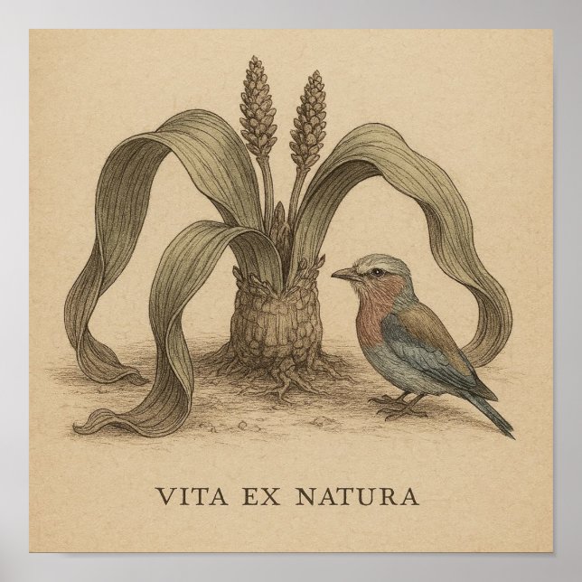 Póster Aves botánicas africanas con vida en planta desért (Frente)