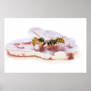 Póster Aves comiendo una salchicha