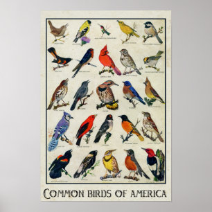 Póster Aves comunes del pájaro antiguo de Estados Unidos