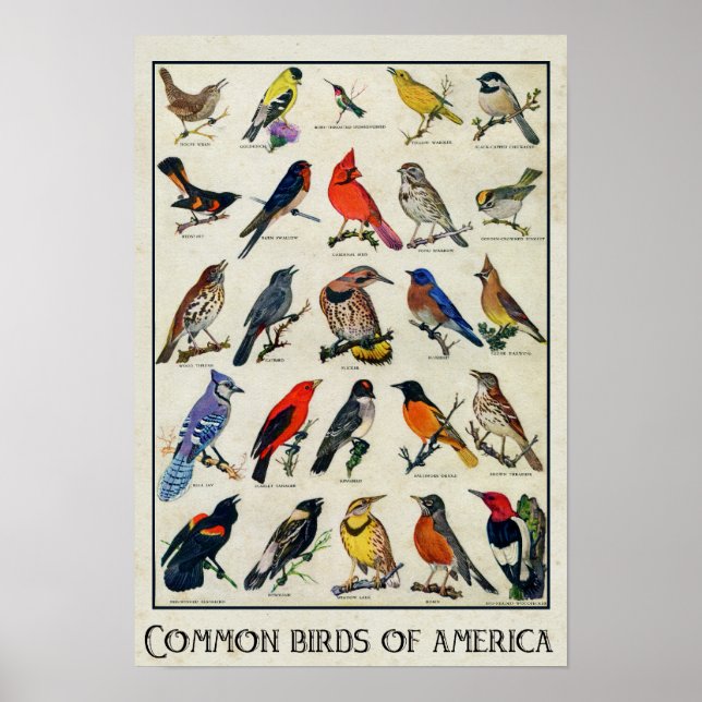 Póster Aves comunes del pájaro antiguo de Estados Unidos (Frente)