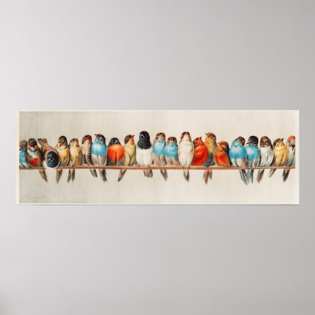 Póster Aves cortas (Frente)