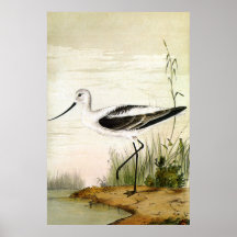 Aves cortas de la vida marina vintage, aguacates