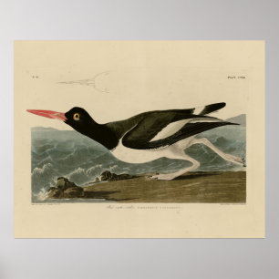 Póster Aves de América de Audubon