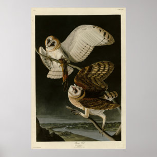Póster Aves de América de Audubon, búho (Tyto alba)