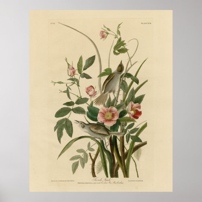 Póster Aves de América de Audubon, Finch costera (Frente)