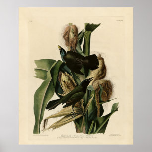 Póster Aves de América de grulla morada (Grackle) Audubon