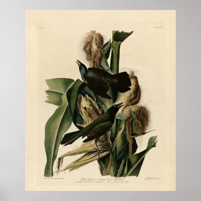 Póster Aves de América de grulla morada (Grackle) Audubon (Frente)