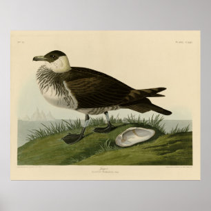 Póster Aves de América de Jager (Pomarine Jaeger) Audubon
