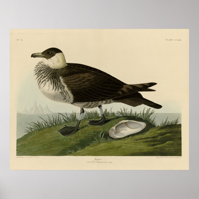 Póster Aves de América de Jager (Pomarine Jaeger) Audubon (Frente)