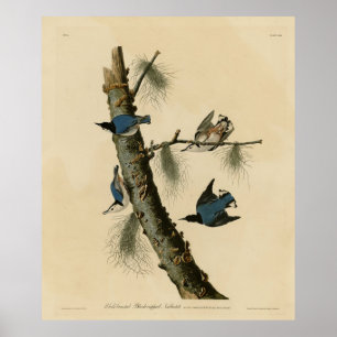Póster Aves de América de Nuthatch Audubon con pecho blan