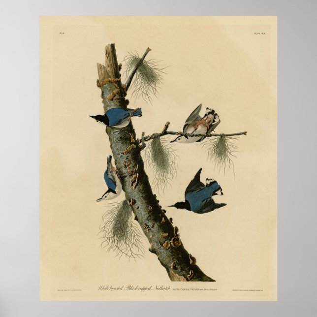 Póster Aves de América de Nuthatch Audubon con pecho blan (Frente)