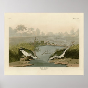 Póster Aves de América en Audubon