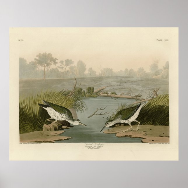 Póster Aves de América en Audubon (Frente)