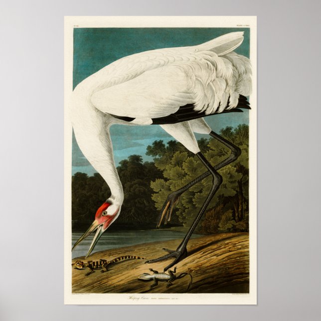 Póster Aves de América en la grúa de embarcadero feroz Jo (Frente)