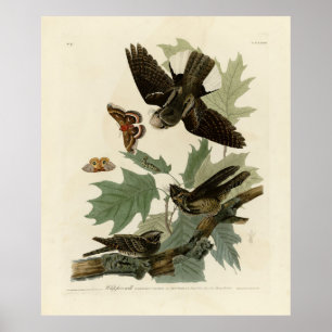 Póster Aves de América, patán de Audubon