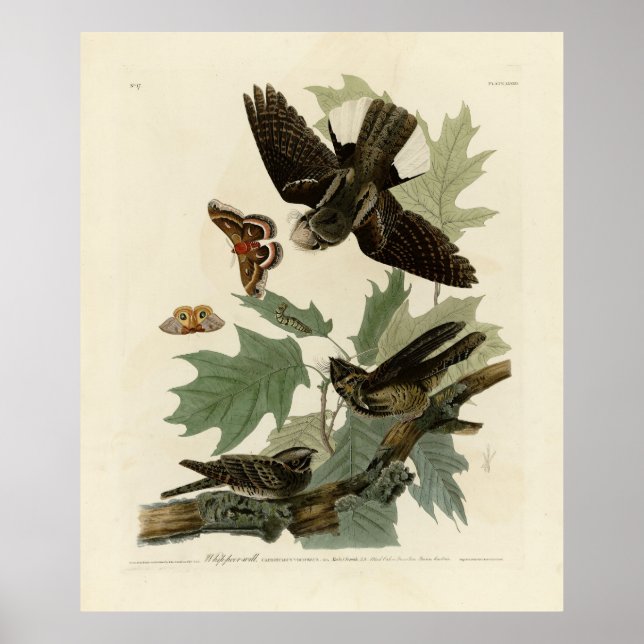Póster Aves de América, patán de Audubon (Frente)
