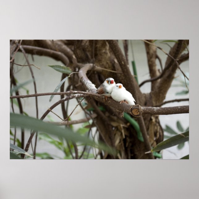 Póster Aves de amor (Frente)