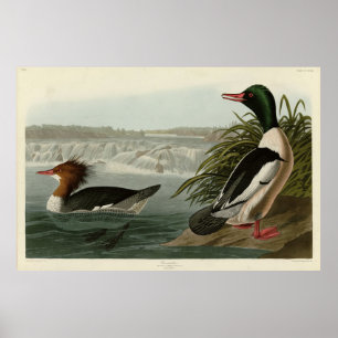 Póster Aves de Audubon: Goosander (Merganser Común)