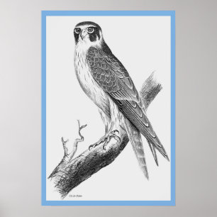 Póster 'Aves de Australia' de John Gould ~ El Falconn