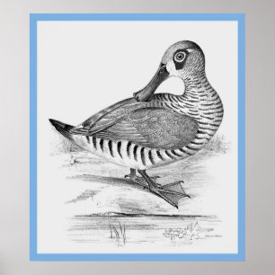 Póster 'Aves de Australia' de John Gould ~ El pato